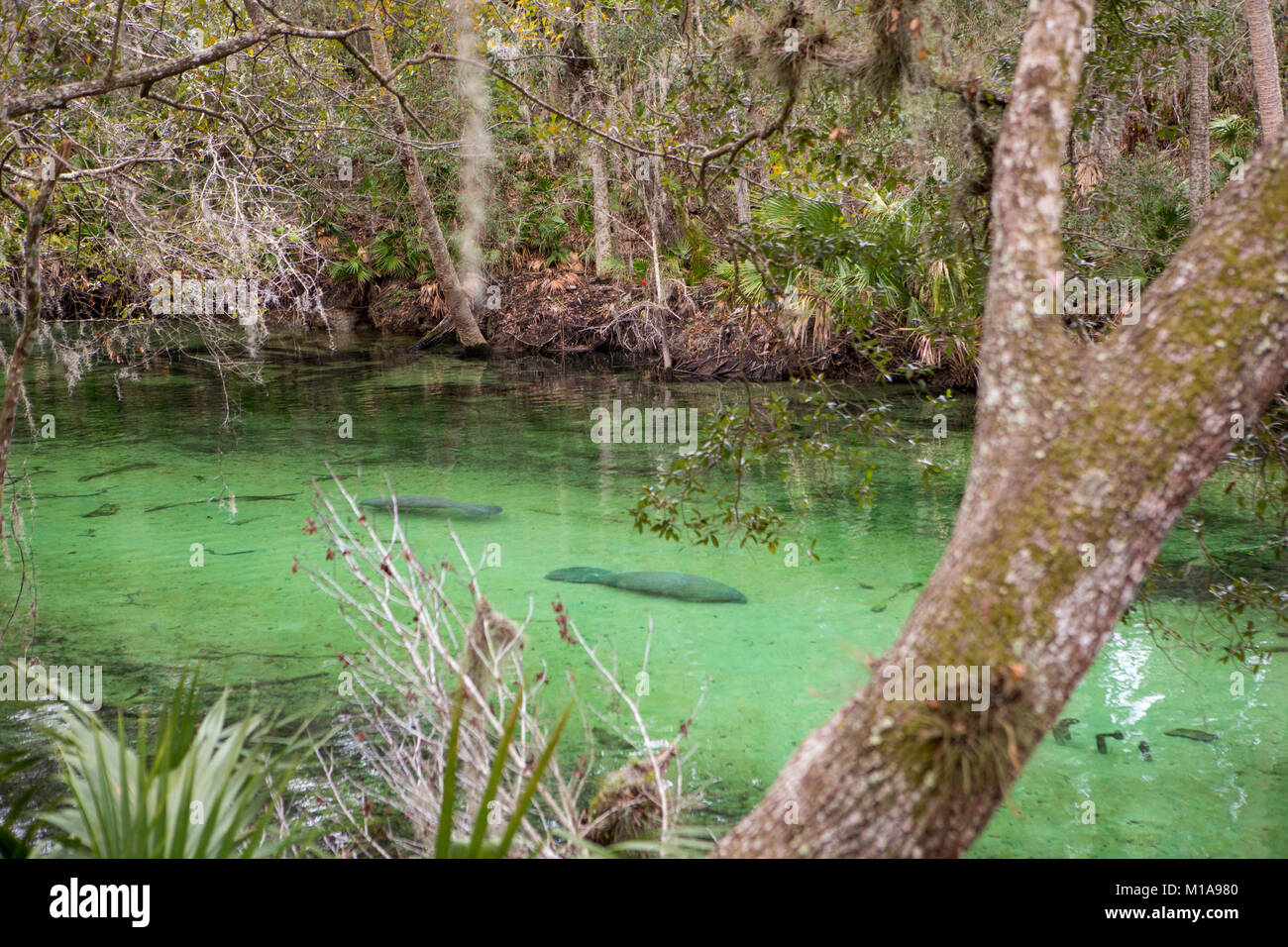 Les lamantins sont réunis au printemps pour se réchauffer par une froide journée à Blue Springs State Park, Orange City, Floride Banque D'Images