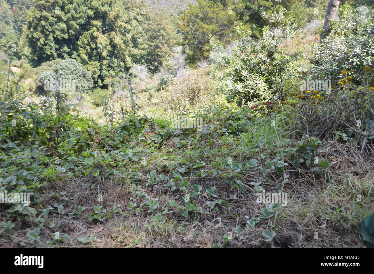 La Garde Nationale de Californie 578e bataillon du génie de la brigade et du 40e Bataillon de soutien Bridage déployer comme équipage main à l'appui de l'Soberanes incendie dans le comté de Monterey. Près de 400 soldats vivent au Toro County Park camp de base dans Salinas pendant leurs 29 jours, où tout, de l'équipement de sécurité incendie, l'hébergement et de loisirs est prévue pour eux. Chaque matin, les équipages des véhicules militaires voyage à divers points de chute sur la ligne de feu, de Carmel à Big Sur, pour travailler comme les pompiers et aider à contenir l'incendie 70 000 acres. Une fois sur un site, les soldats d'enfiler leur équipement de protection et de commencer Banque D'Images