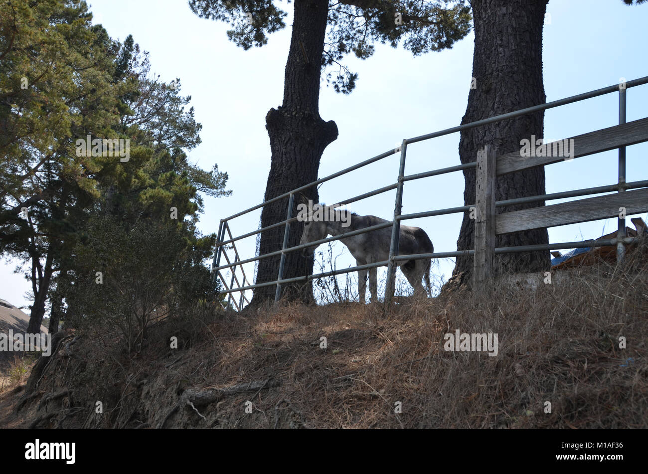 La Garde Nationale de Californie 578e bataillon du génie de la brigade et du 40e Bataillon de soutien Bridage déployer comme équipage main à l'appui de l'Soberanes incendie dans le comté de Monterey. Près de 400 soldats vivent au Toro County Park camp de base dans Salinas pendant leurs 29 jours, où tout, de l'équipement de sécurité incendie, l'hébergement et de loisirs est prévue pour eux. Chaque matin, les équipages des véhicules militaires voyage à divers points de chute sur la ligne de feu, de Carmel à Big Sur, pour travailler comme les pompiers et aider à contenir l'incendie 70 000 acres. Une fois sur un site, les soldats d'enfiler leur équipement de protection et de commencer Banque D'Images