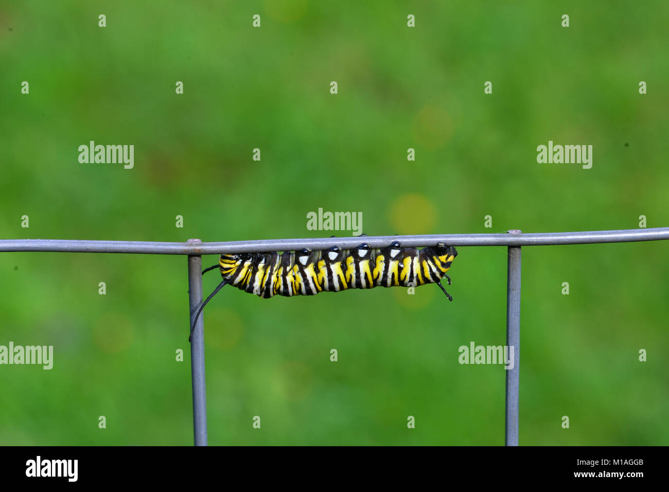 Papillon monarque, Danaus plexippus, Caterpillar accroché à un grillage dans la cour dans les Adirondacks, NY USA Banque D'Images