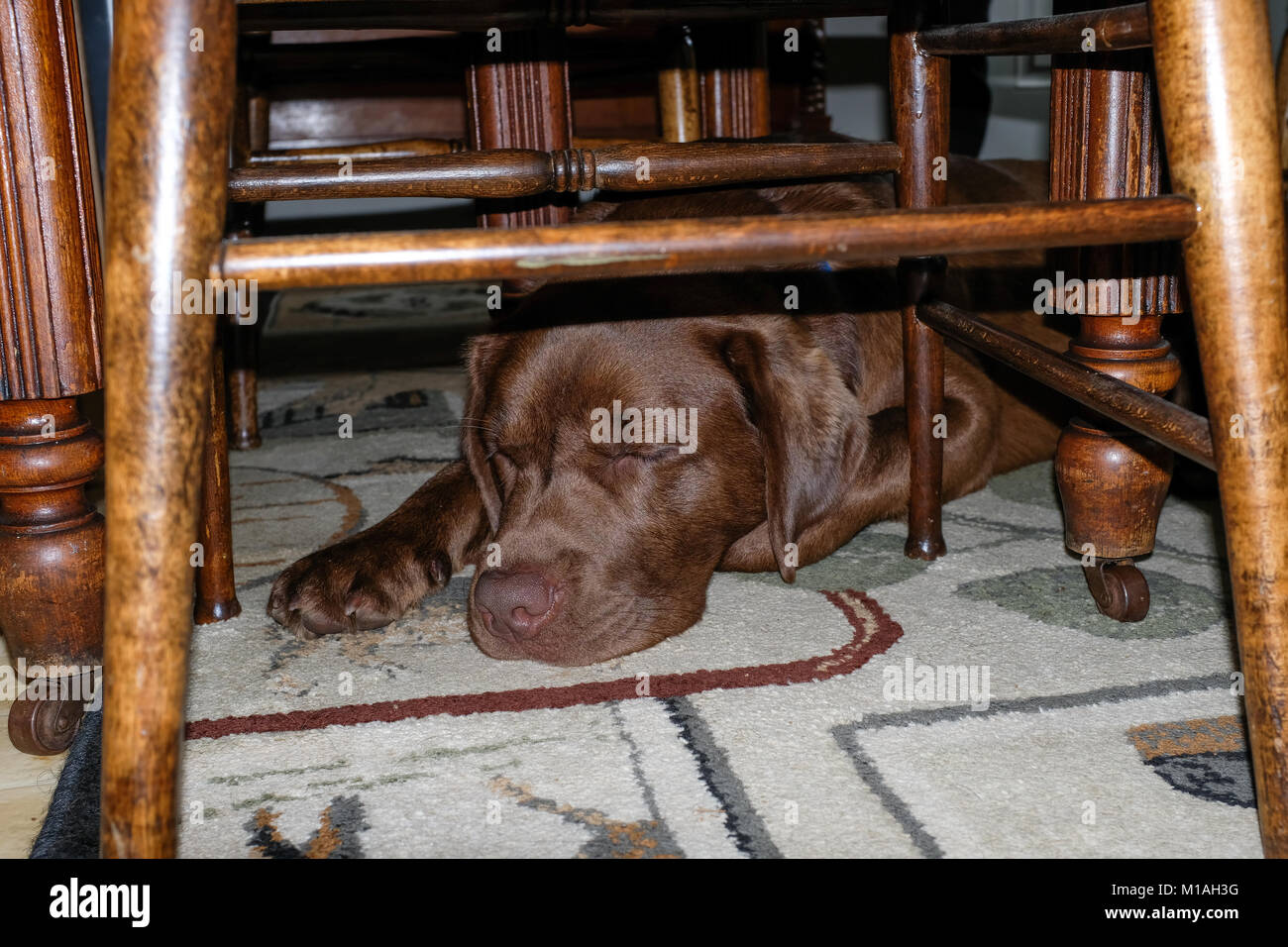 Labrador Retriever chocolat fatigué dormir sous la table de la salle à manger. Banque D'Images