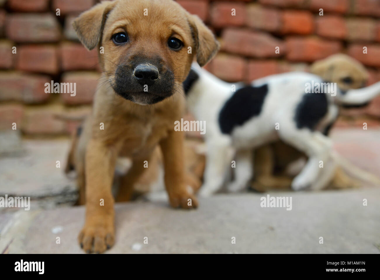 Chiots ludique Banque D'Images