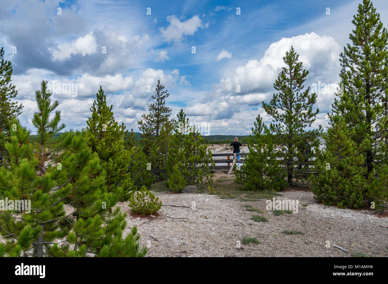 Pins à proximité de la zones thermique actif de Norris Geyser Basin. Le Parc National de Yellowstone, Wyoming, USA Banque D'Images