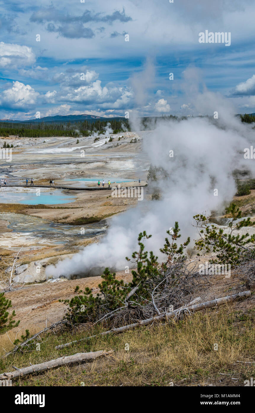 Ledge Geyser dans le Norris Geyser Basin. Le Parc National de Yellowstone, Wyoming, USA Banque D'Images