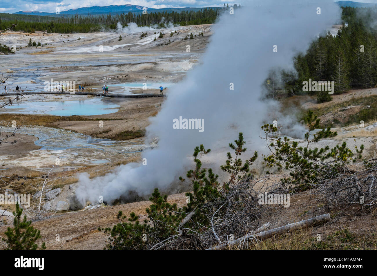 Ledge Geyser dans le Norris Geyser Basin. Le Parc National de Yellowstone, Wyoming, USA Banque D'Images