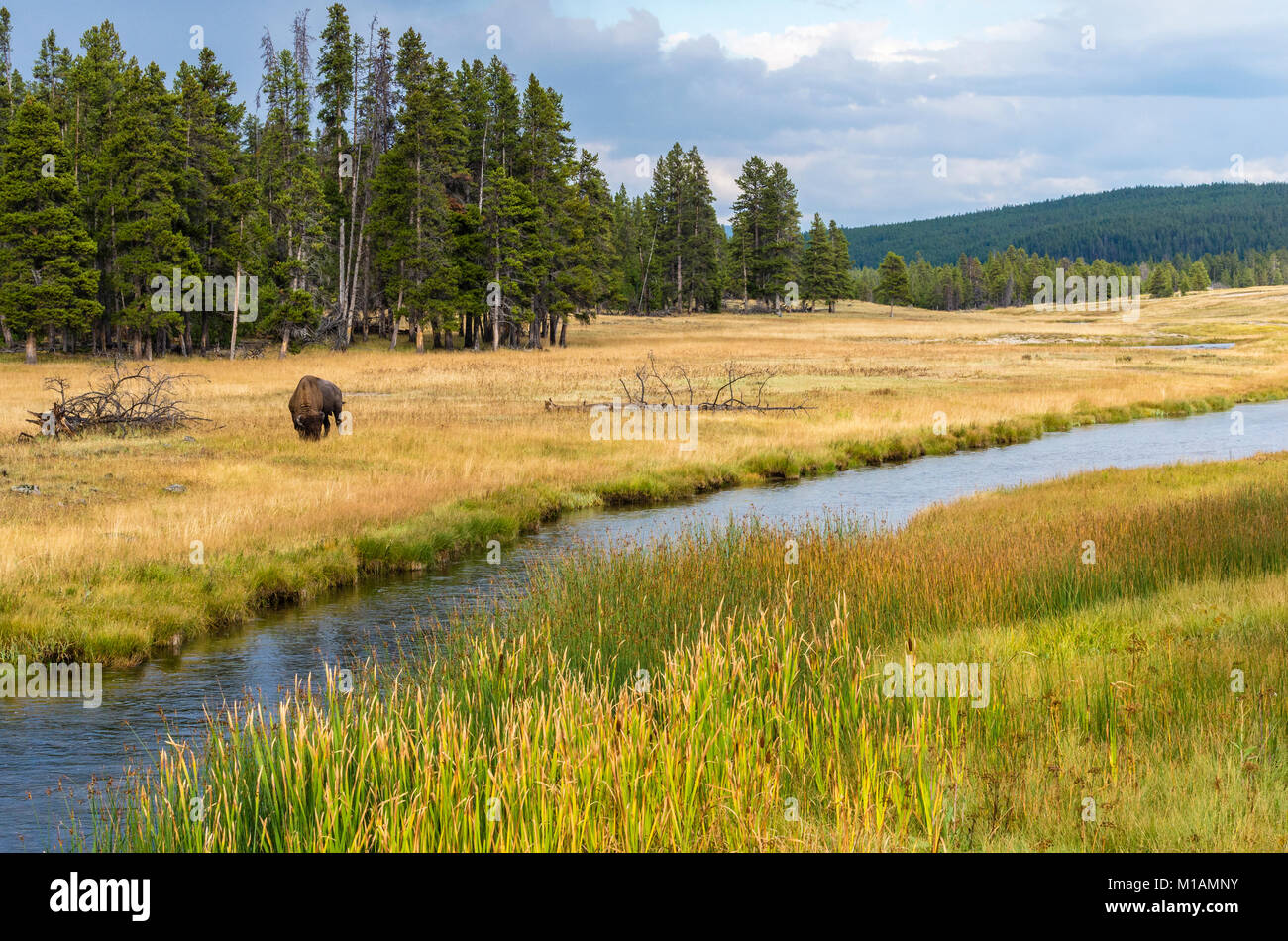 Les Bisons broutants le long du Nez Perce Creek dans le Parc National de Yellowstone, Wyoming, USA Banque D'Images