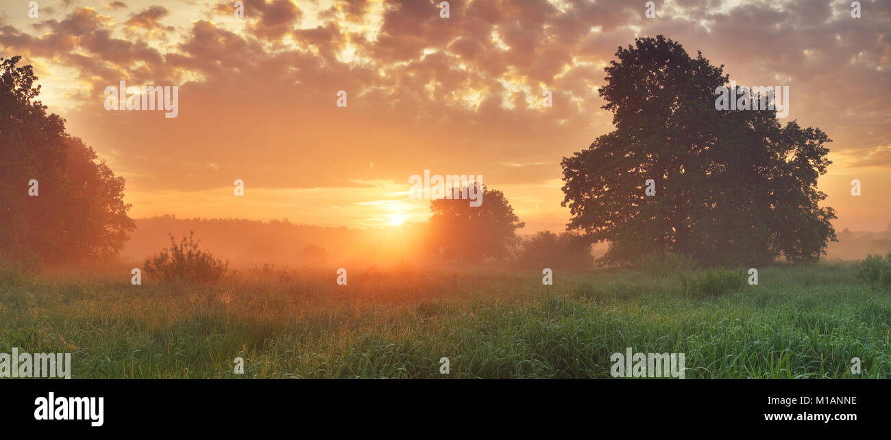 Scène de printemps ensoleillé. Ciel coloré au pré vert le matin. Banque D'Images
