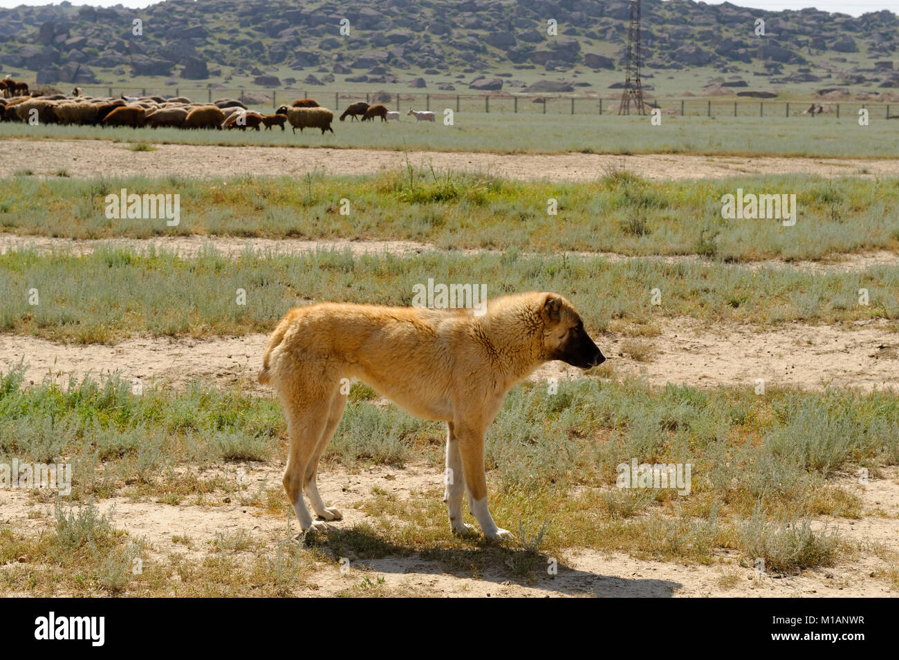 Un chien dans le parc national de Gobustan, Azerbaïdjan, site du patrimoine mondial de l'UNESCO Banque D'Images