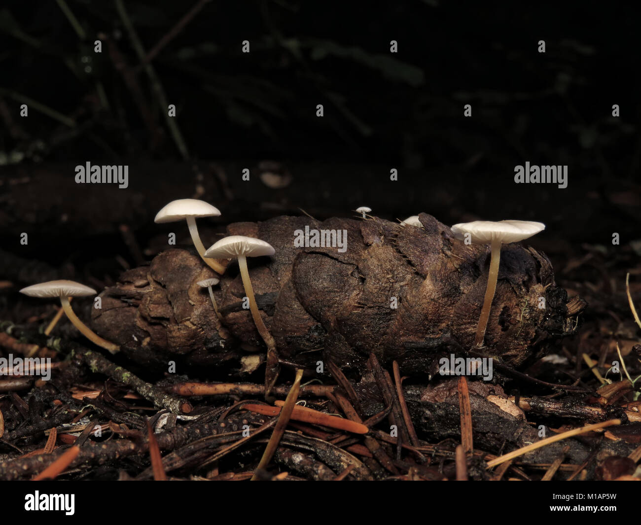 Champignons minuscules, fruit d'un conifère de cône dans une forêt du nord-ouest du Pacifique Banque D'Images