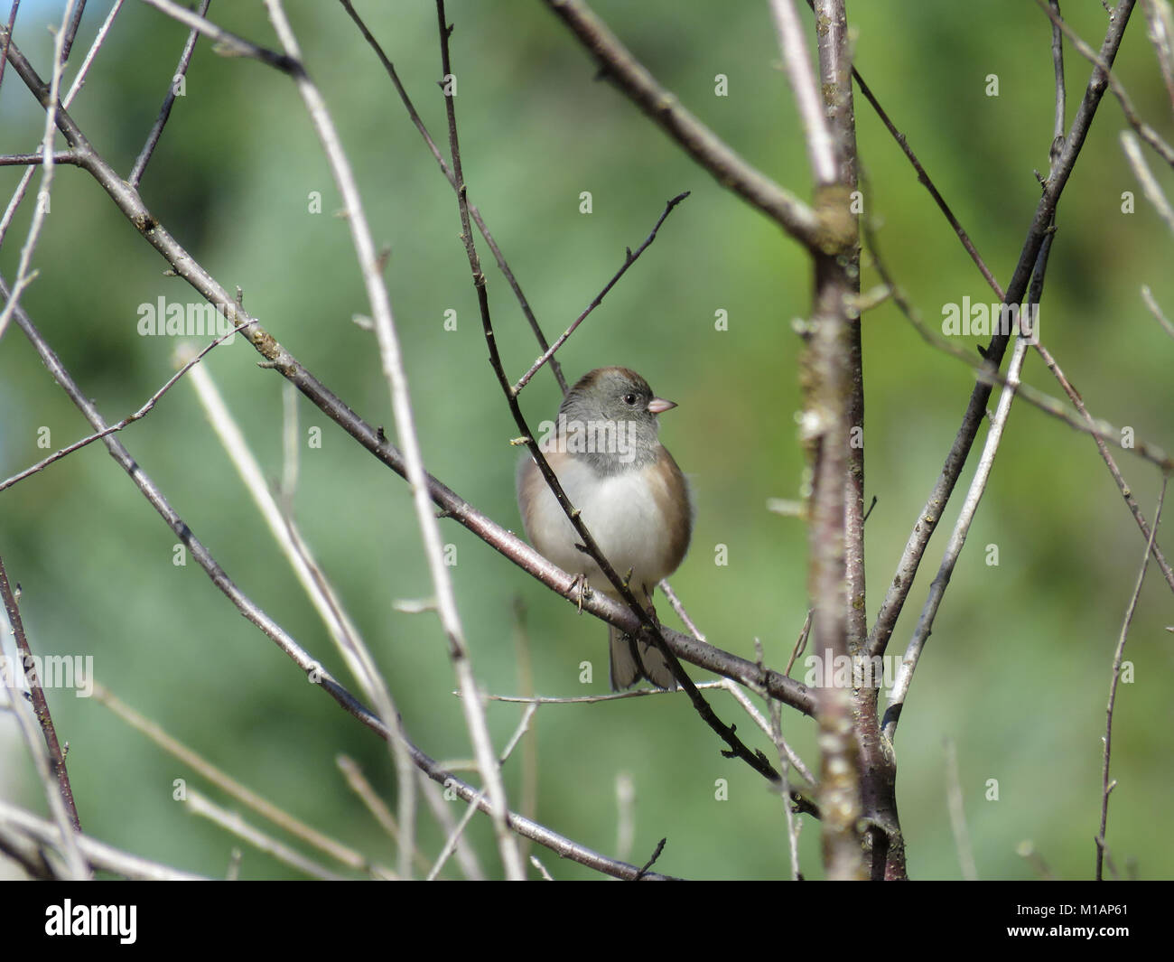 Le Junco ardoisé (Junco hyemalis) perché sur un arbre dans l'ouest de Washington, États-Unis Banque D'Images