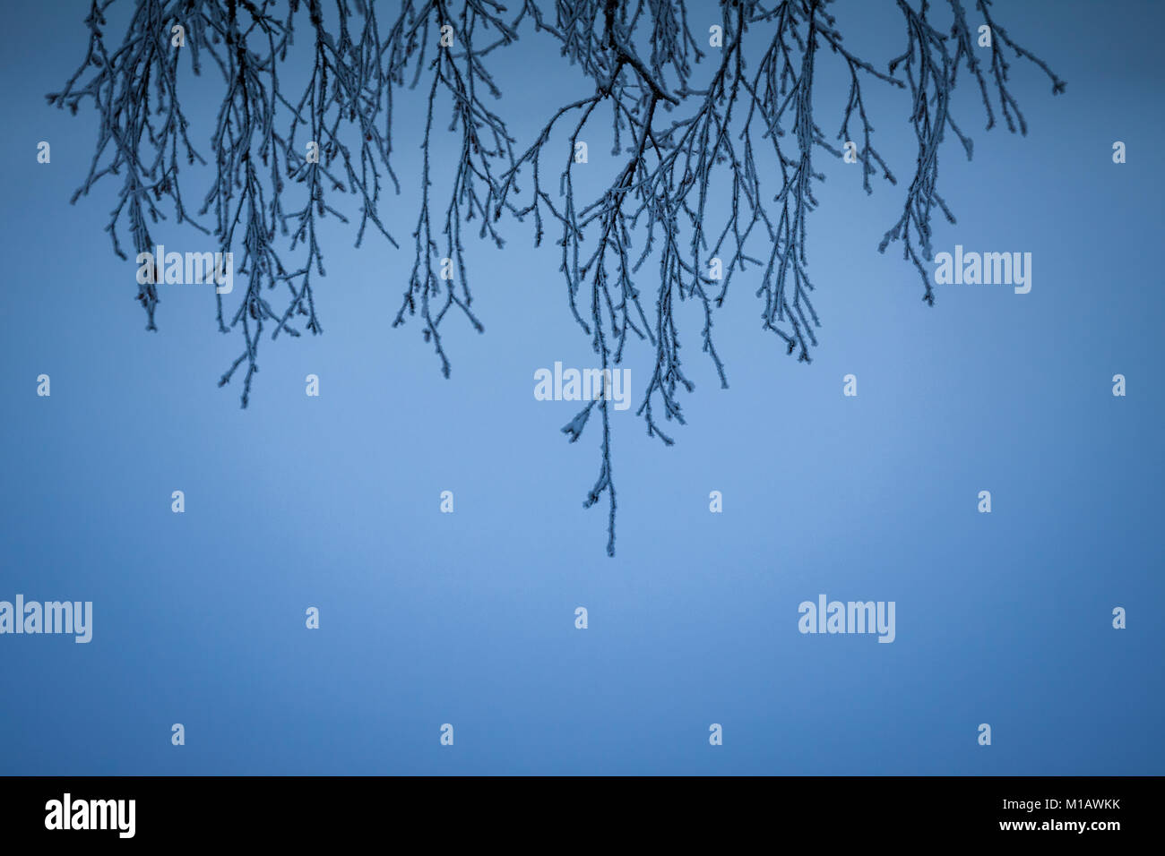 Silhouette de petit arbre des branches, avec de la neige gelée, suspendu verticalement depuis le haut du châssis, contre fond dégradé bleu Banque D'Images