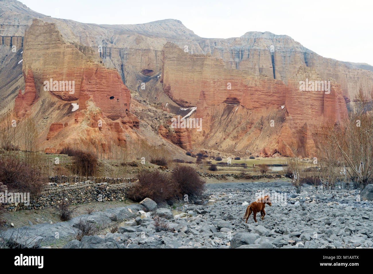 Red Horse marche dans un lit de rivière à sec près de Dhakmar, Upper Mustang région, le Népal. Banque D'Images