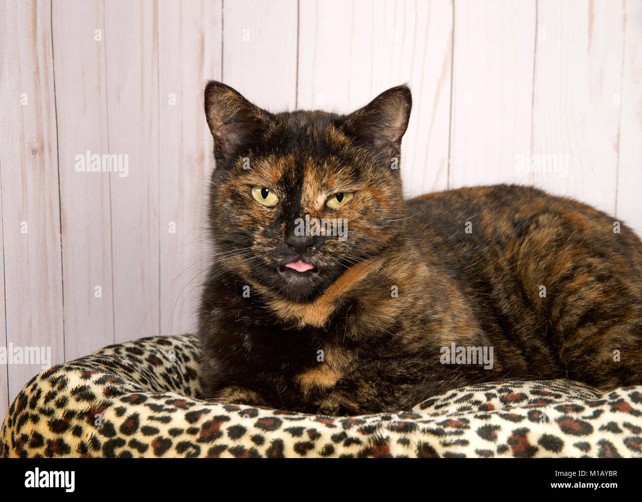Portrait D Un Chat D Ecaille Ou Tortie Looking At Viewer Les Yeux Aux Et De La Langue Qui Sort Portant Sur Un Cheetah Lit Avec Panneau Bac Photo Stock Alamy