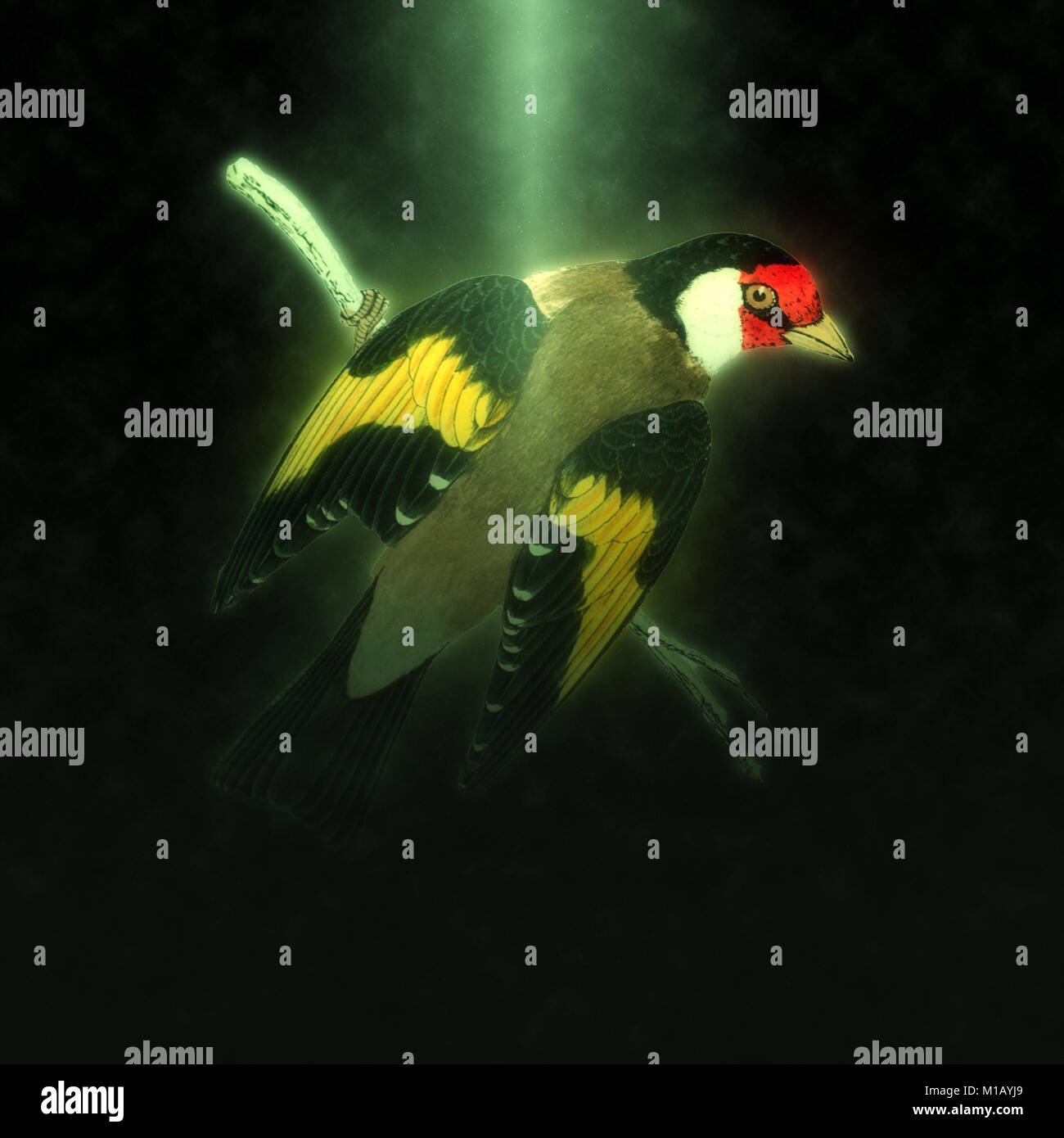 Amélioration de l'image numérique d'un chardonneret élégant. Art du 19ème siècle d'un chardonneret élégant (Carduelis carduelis) sur une branche. Cet oiseau se nourrit main Banque D'Images