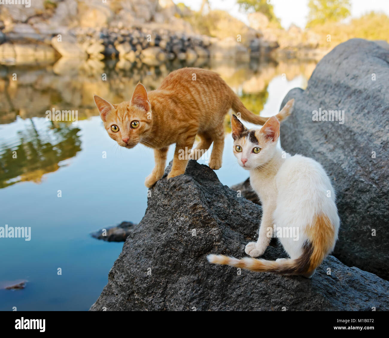 Deux jolies jeunes chatons chat du scoutisme autour de l'ensemble du terrain sur un rocher au bord d'un lac avec de l'eau calme, des réflexions d'une nature merveilleuse, Lesbos, Grèce Banque D'Images