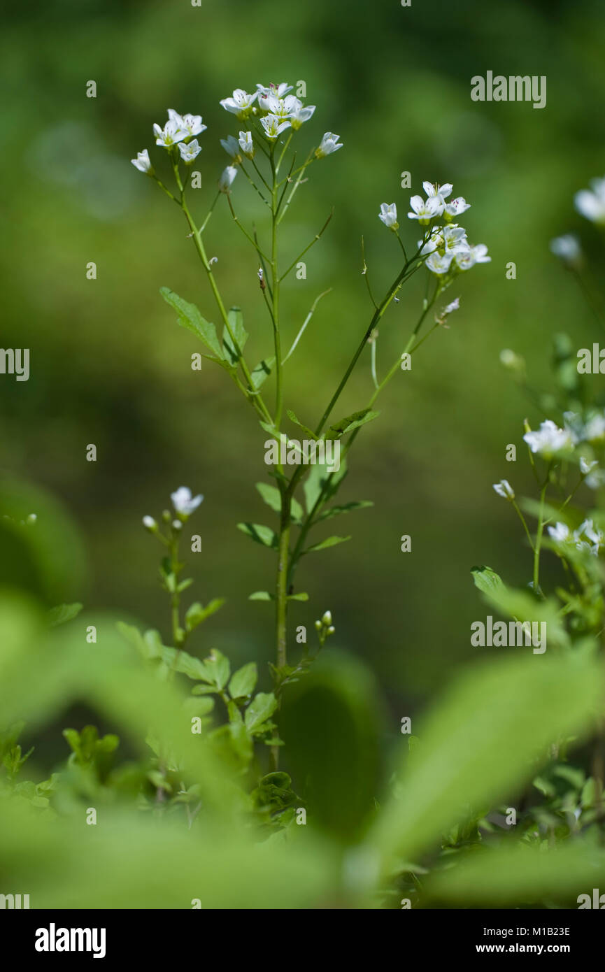 Cardamine amara,Bitteres Schaumkraut,Grand Bittercress Banque D'Images