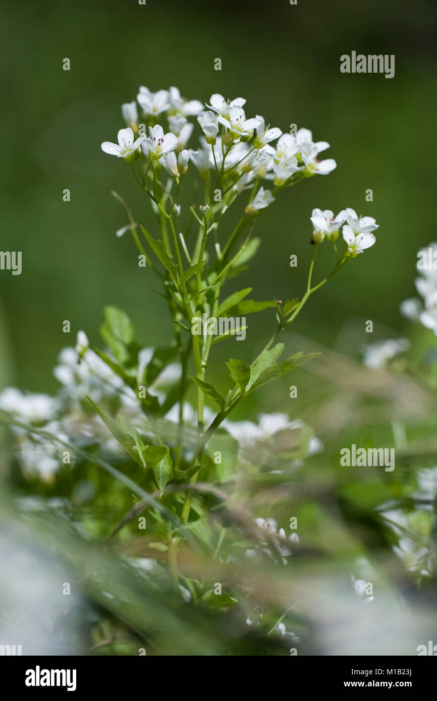 Cardamine amara,Bitteres Schaumkraut,Grand Bittercress Banque D'Images