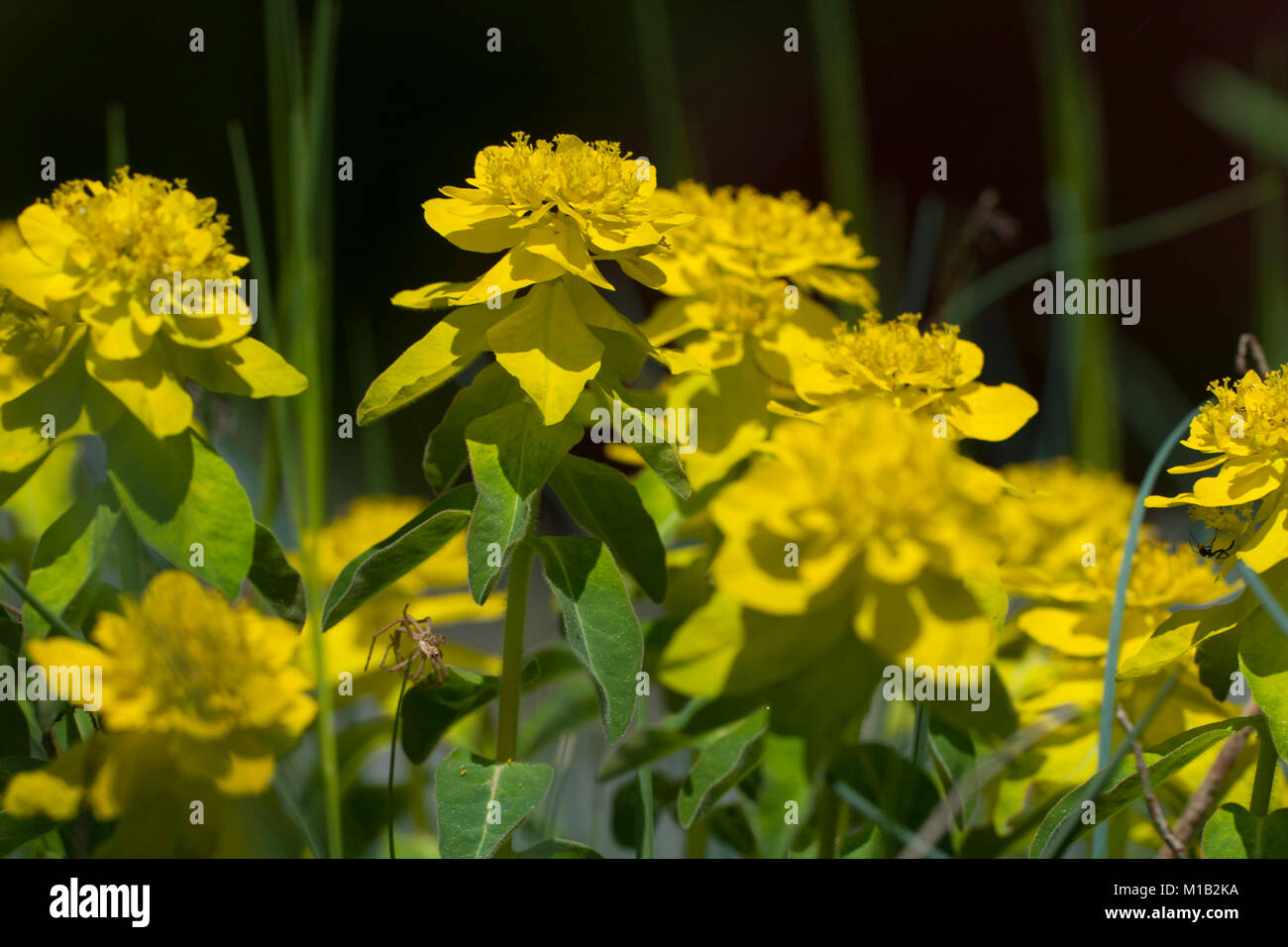 Euphorbia epithymoides, Vielfarbige,Wolfsmilch euphorbe Coussin Banque D'Images