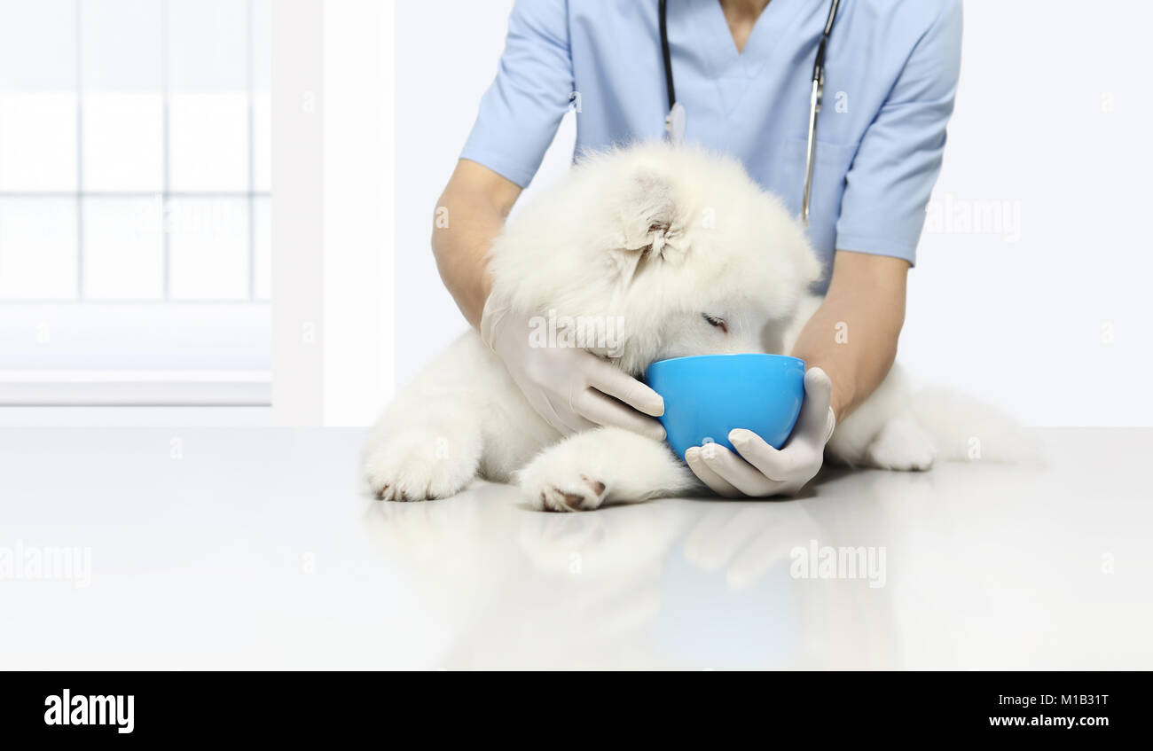 Produits testés cliniquement examen vétérinaire chien, croquette de nourriture sèche dans un bol, sur table en clinique vétérinaire, alimentation animale concept Banque D'Images