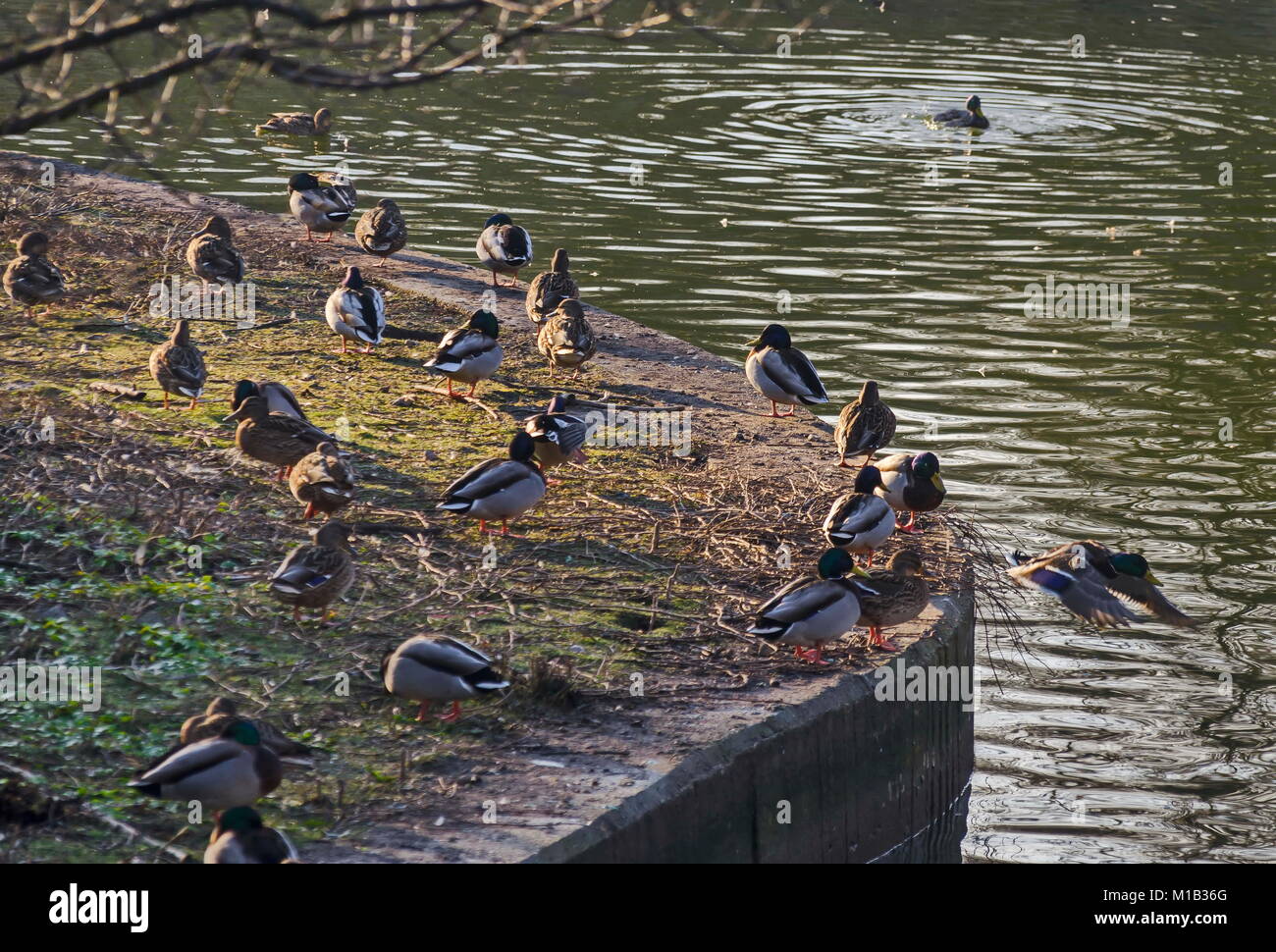 Les hommes et les femmes du groupe de canards colverts reste à terre, Sofia, Bulgarie Banque D'Images