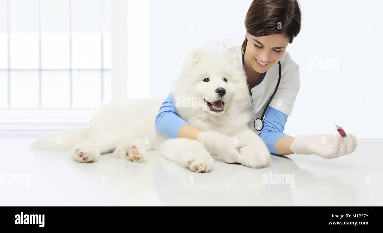 L'examen vétérinaire, chien de sang, souriant avec seringue vétérinaire sur table en clinique vétérinaire Banque D'Images