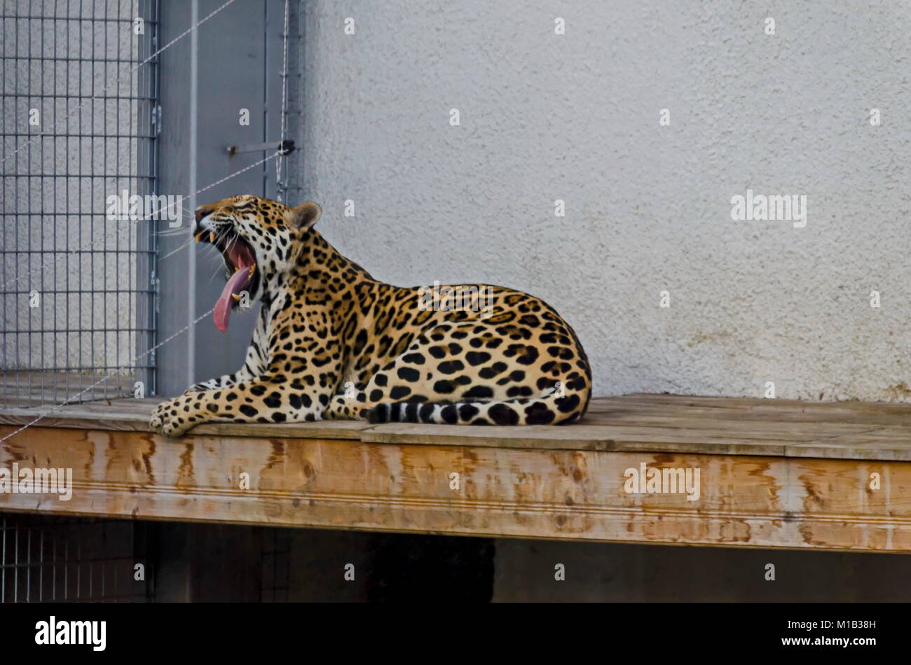 Portrait de jaguar sauvage big cat Panthera onca, Sofia, Bulgarie Banque D'Images