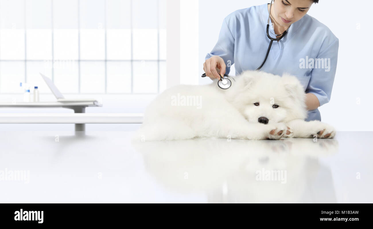 L'examen vétérinaire vétérinaire, chien malade avec stéthoscope sur table en clinique vétérinaire Banque D'Images