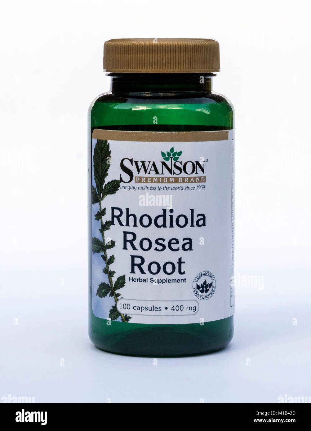 Le Rosea de Rhodiola Root Banque D'Images