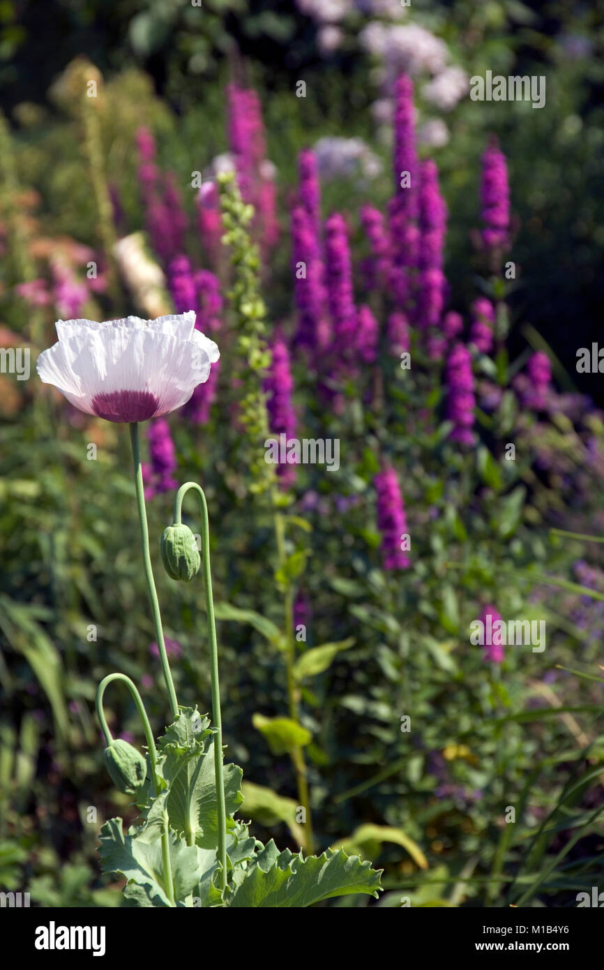 Une seule fleur de pavot mauve dans un jardin border Banque D'Images