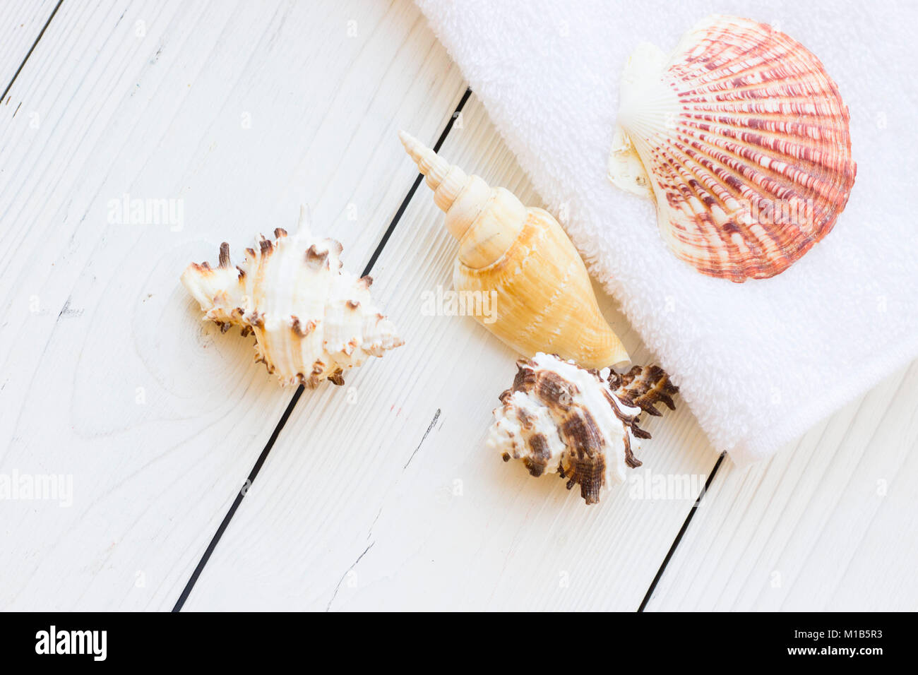 Sea Shell spa concept Banque D'Images