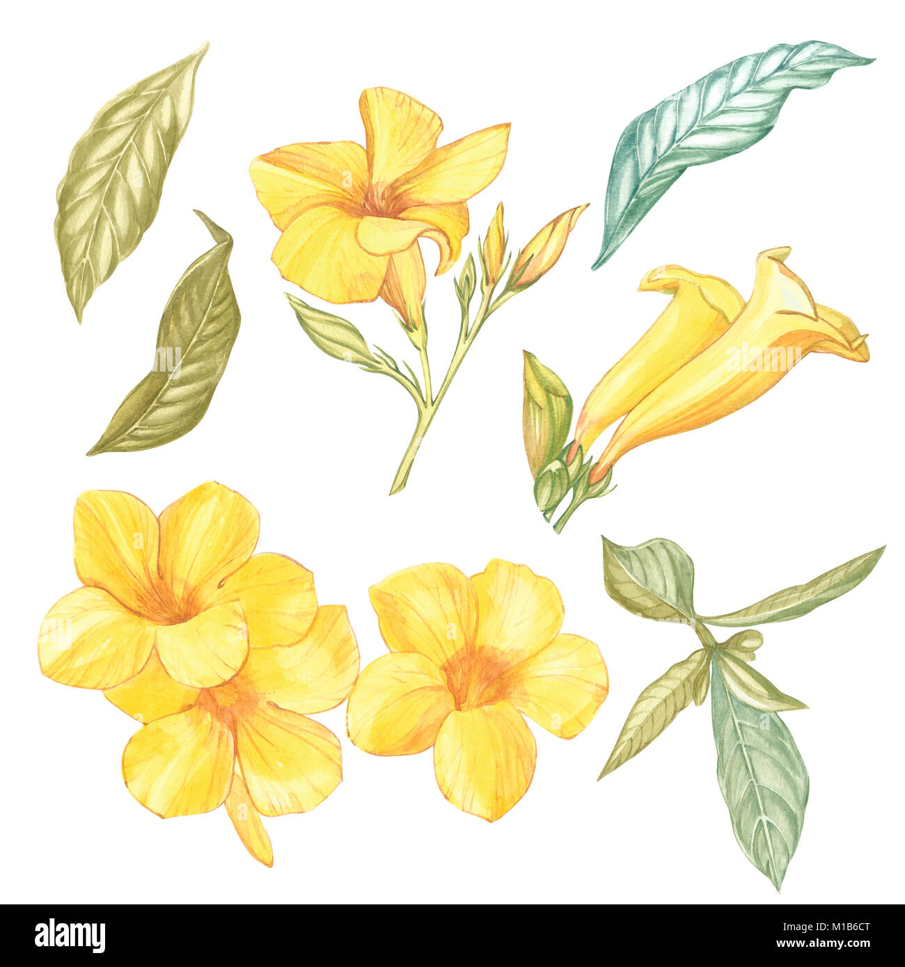 Fleur Alamanda jaune isolé sur fond blanc. Aquarelle de fleurs Singapour coloré réaliste avec des feuilles. Tropic exotiques objet floral pour votre conception de l'affiche. Banque D'Images