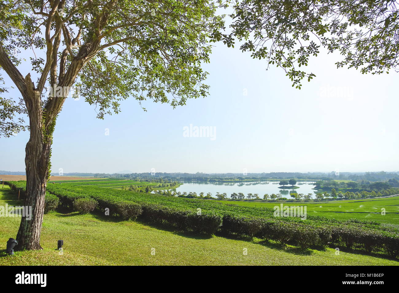 Voir l'arbre et de la plantation de thé avec le lac à Chiang Rai, Thaïlande Banque D'Images