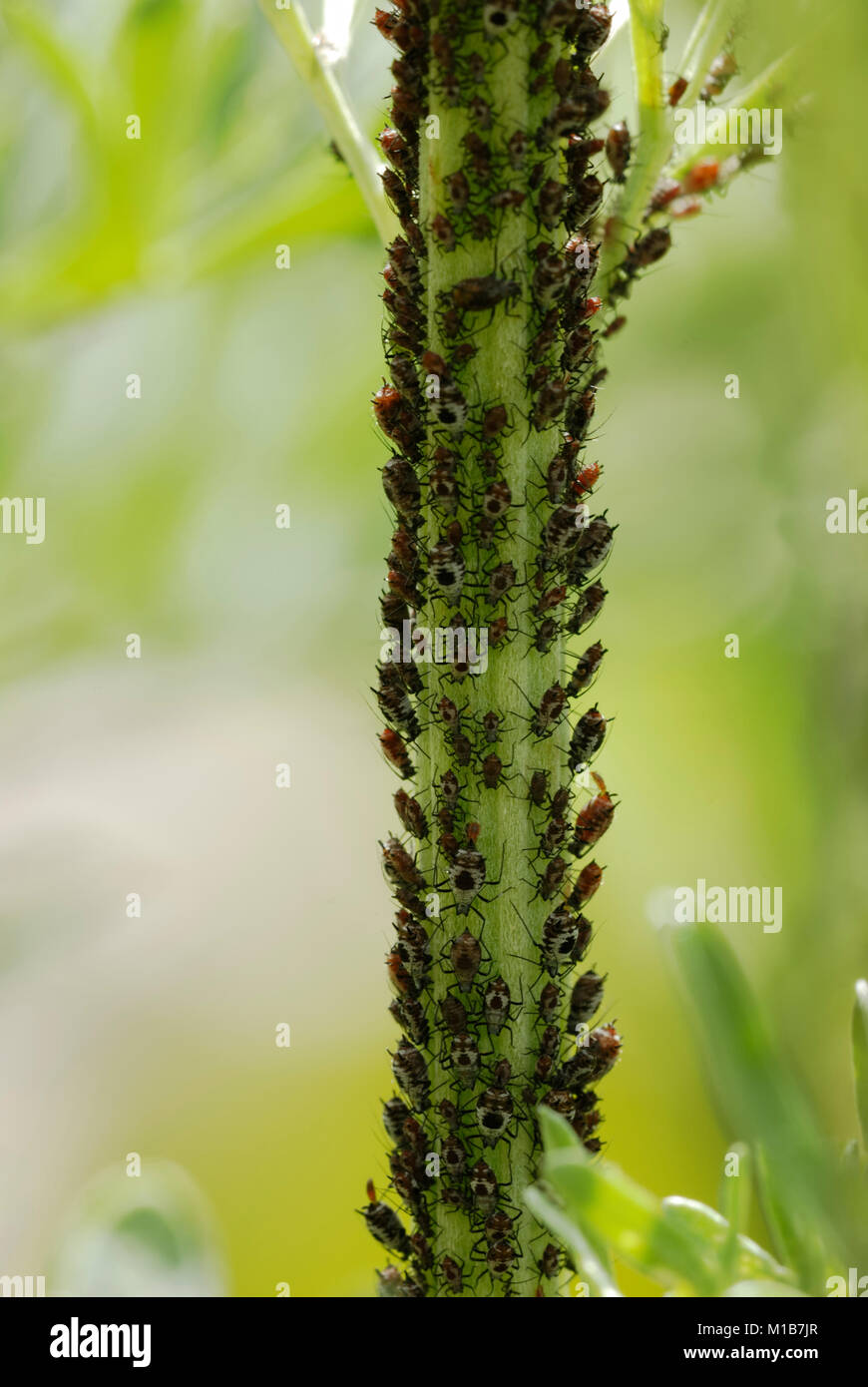 APHIS fabae, Pucerons de haricots noirs sur Wormwood, Artemesia absinthium, Pays de Galles, Royaume-Uni. Banque D'Images