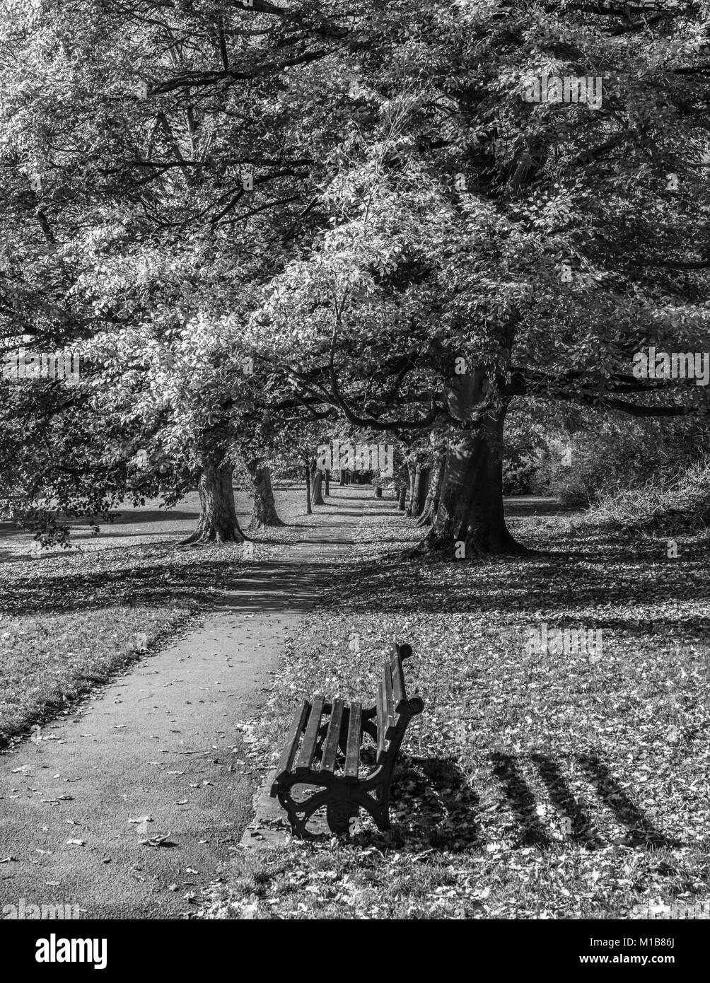 Banc à côté d'un chemin à travers les arbres dans les jardins botaniques de Bath, Somerset, Royaume-Uni Banque D'Images