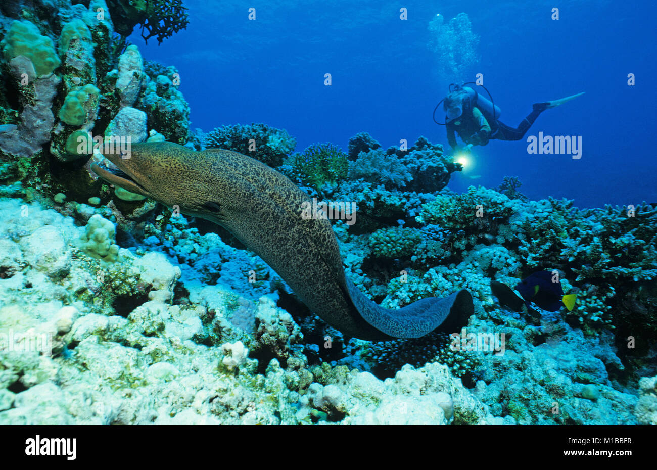 Scuba Diver Découvrez une piscine Giant moray (Gymnothorax javanicus) à un récif de corail, Hurghada, Egypte, Mer Rouge Banque D'Images