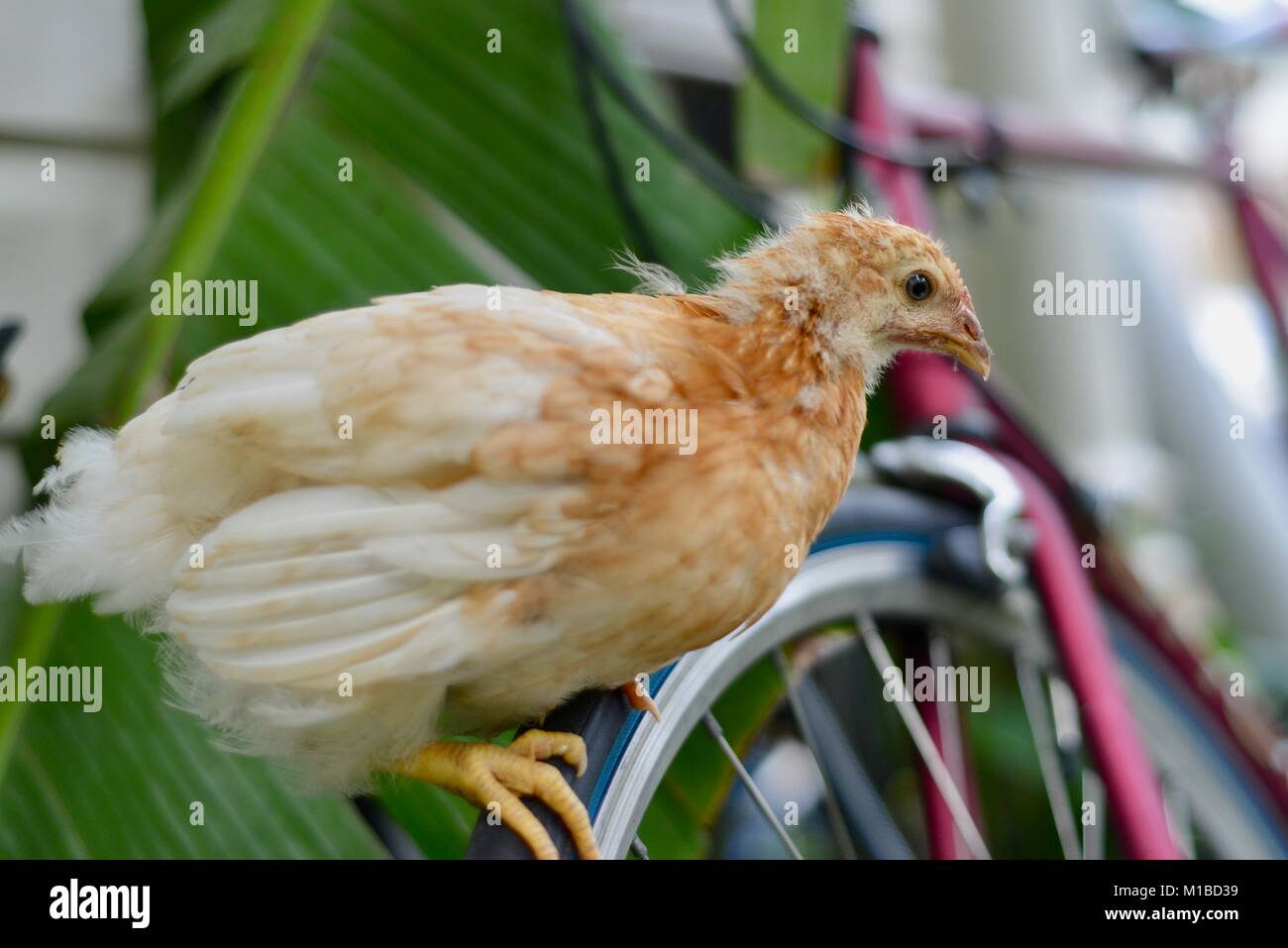 Rhode-island rouge poussins à l'âge de 4 semaines perché sur un pneu de vélo rouge, Townsville, Queensland, Australie Banque D'Images