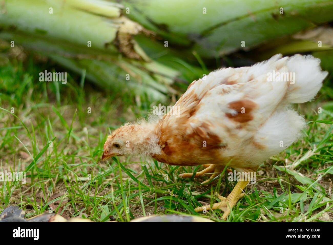 Rhode-island rouge poussins à l'âge de 4 semaines de nourriture dans un jardin tropical, Townsville, Queensland, Australie Banque D'Images