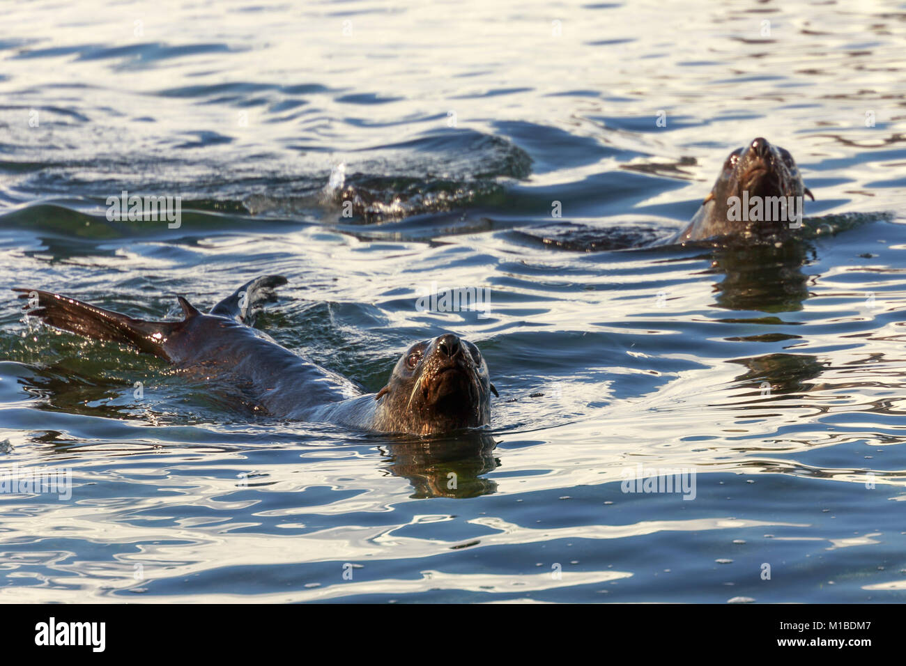 Couple d'otaries de la natation dans les eaux de mer froide de Half Moon Island, Greece Banque D'Images