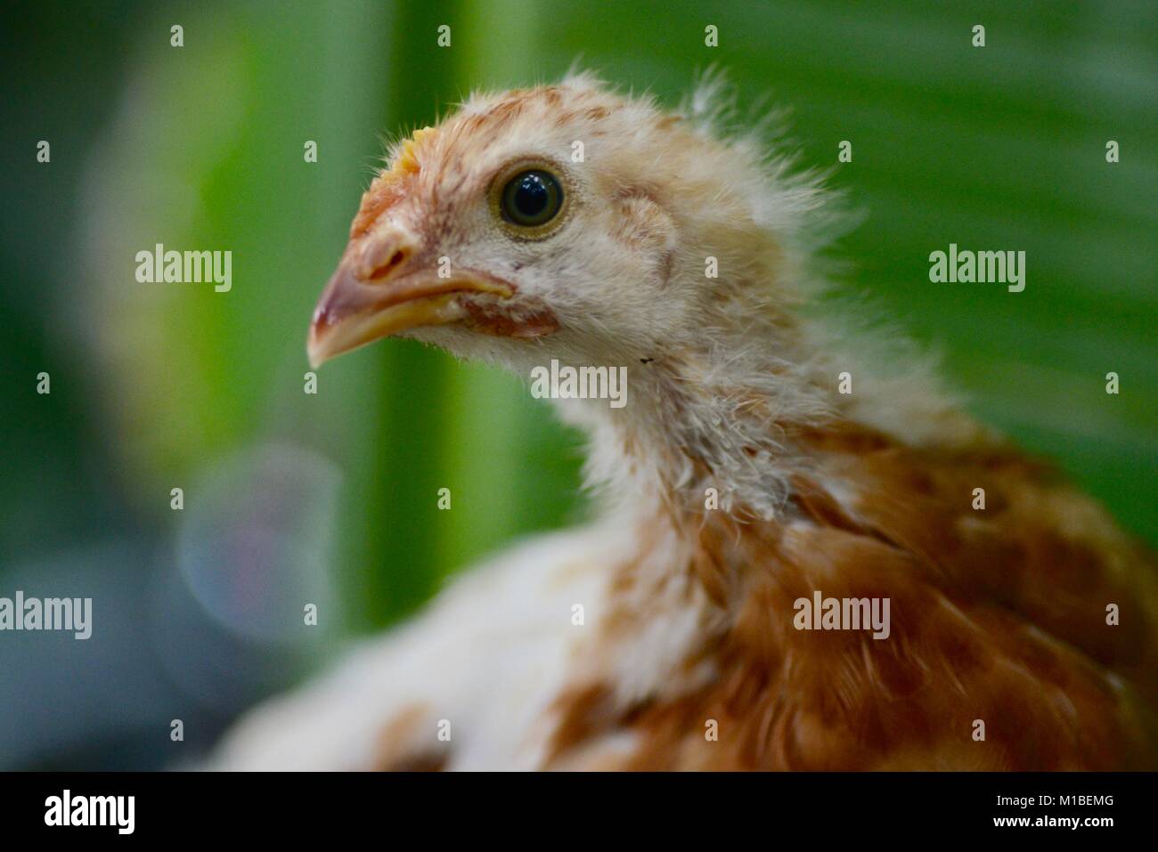 Rhode-island rouge poussins à l'âge de 4 semaines de nourriture dans un jardin tropical, Townsville, Queensland, Australie Banque D'Images