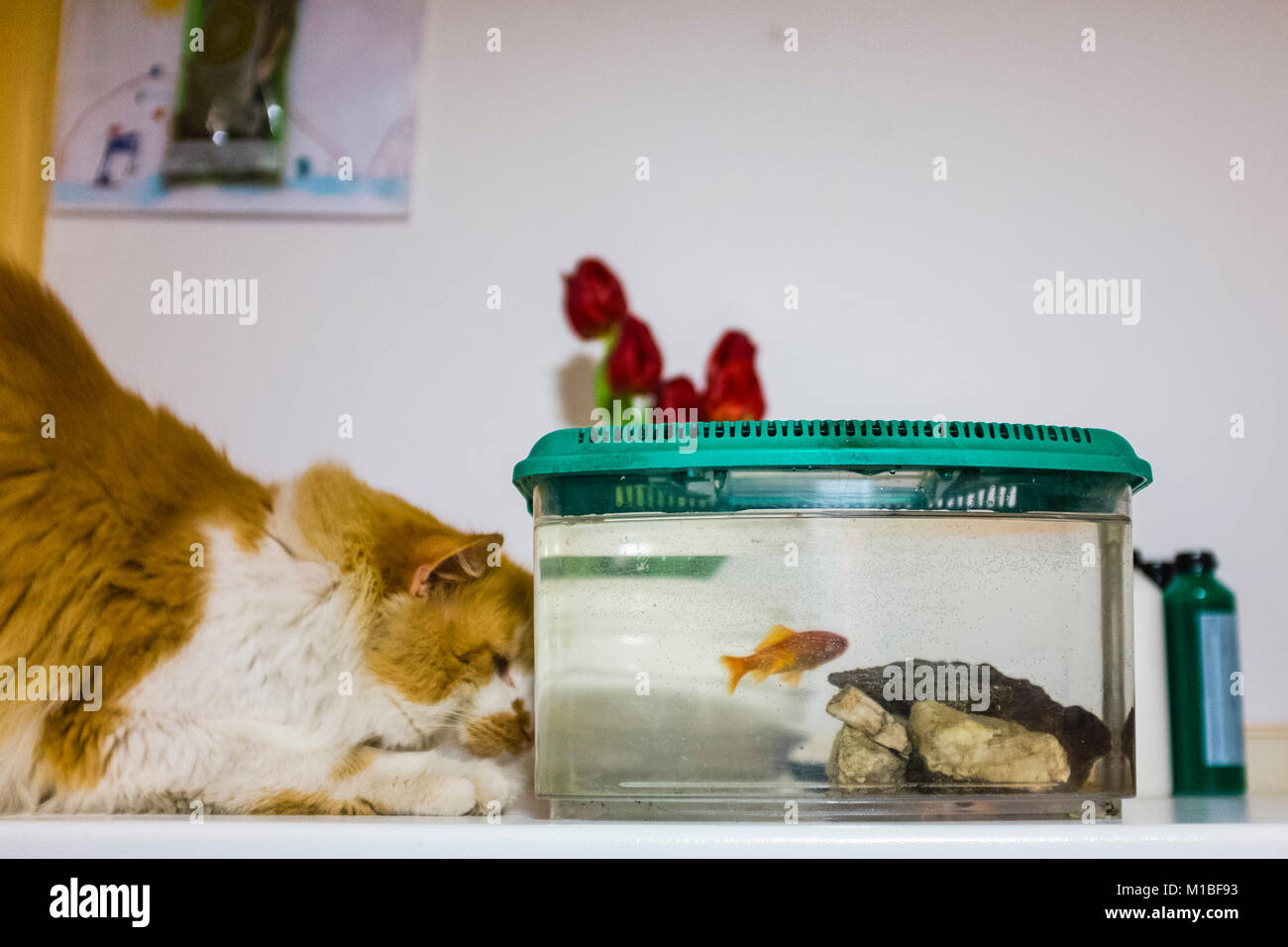 Chat blanc et rouge se tourne avec une grande curiosité les poissons rouges dans l'aquarium à la maison Banque D'Images