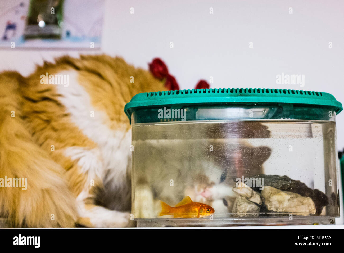 Chat blanc et rouge se tourne avec une grande curiosité les poissons rouges dans l'aquarium à la maison Banque D'Images