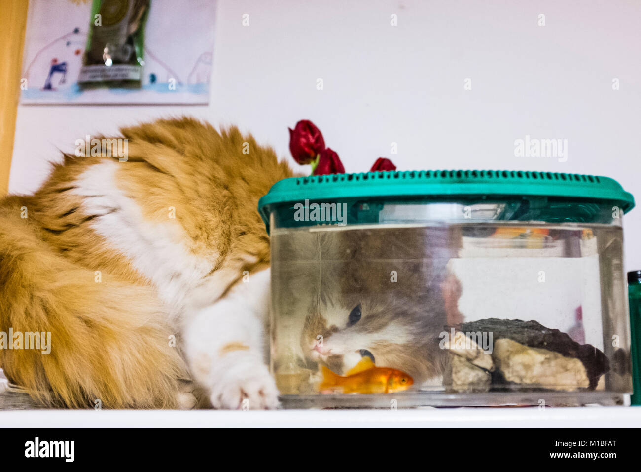 Chat blanc et rouge se tourne avec une grande curiosité les poissons rouges dans l'aquarium à la maison Banque D'Images