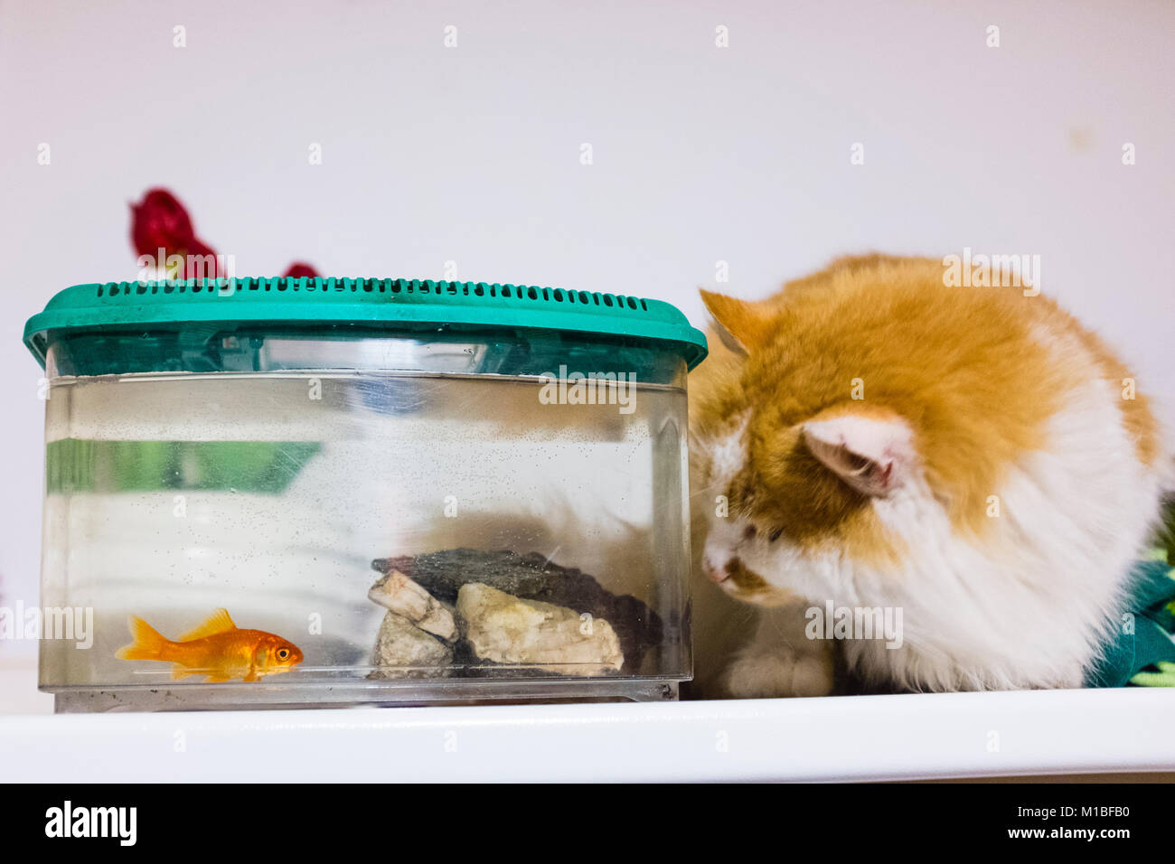 Chat blanc et rouge se tourne avec une grande curiosité les poissons rouges dans l'aquarium à la maison Banque D'Images