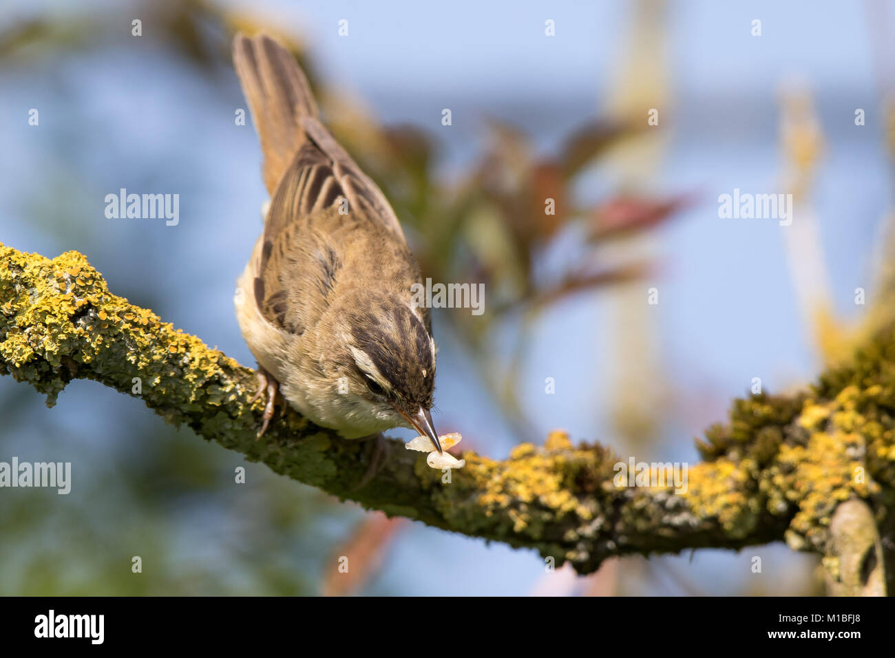 Gros plan de l'oiseau paruline sauvage du Royaume-Uni (Acrocephalus schoenobaenus) isolé, perçant sur la branche de lichen en été sous le soleil se nourrissant d'insectes, de larves. Banque D'Images
