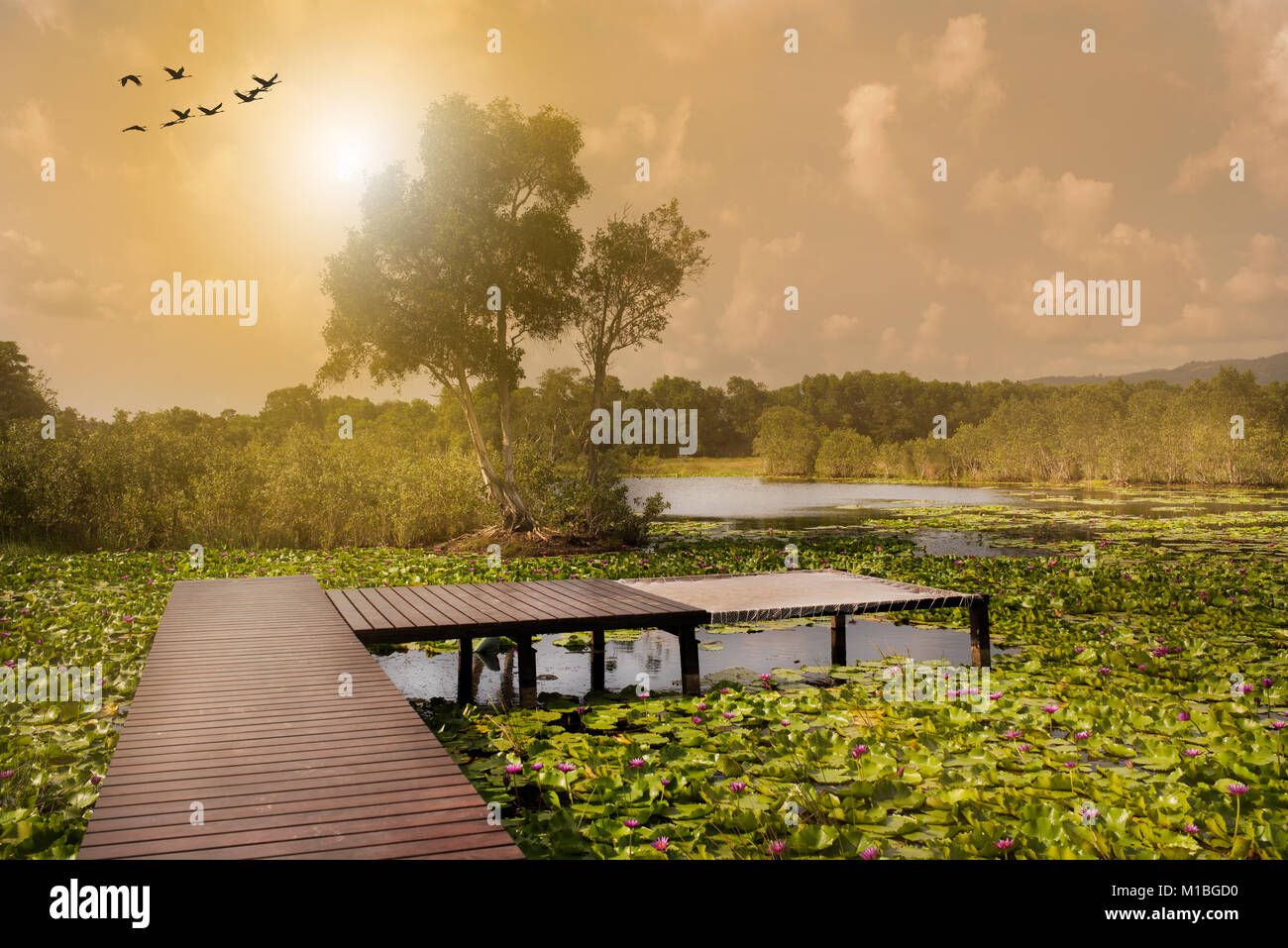Des fleurs de lotus, lac tropical et pier Banque D'Images
