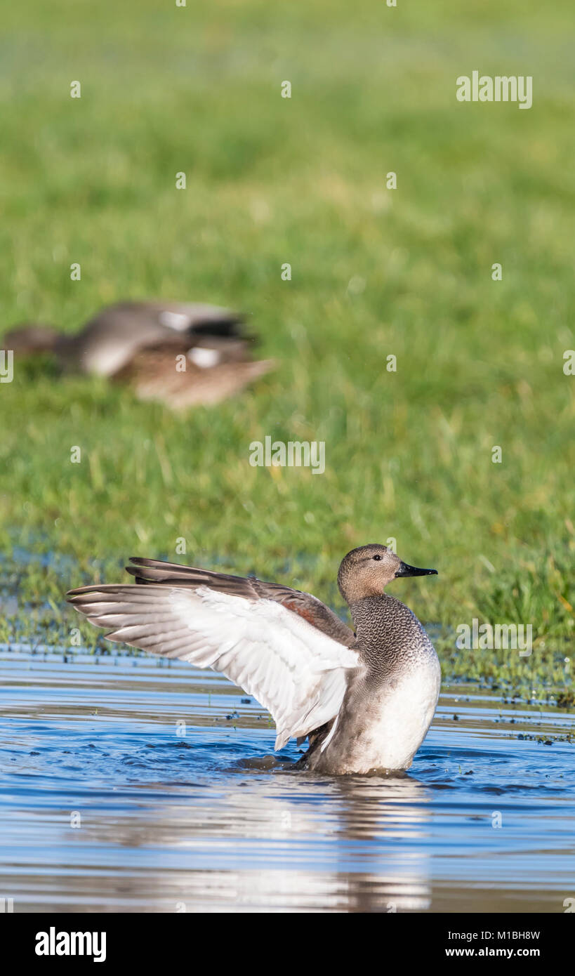 Drake le Canard chipeau (Anas strepera) dans l'eau dans un champ inondé les ailes s'étendant à l'hiver dans le West Sussex, Angleterre, Royaume-Uni. Le Canard chipeau Canard portrait. Banque D'Images