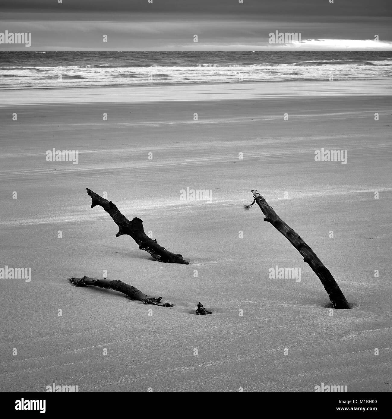 Arbre mort sur la plage de Cyrus, dans l'Aberdeenshire, en Écosse, en noir et blanc. La réserve naturelle nationale Banque D'Images