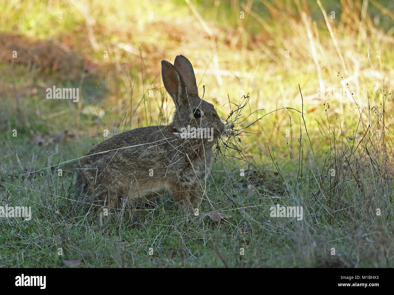 Lapin de garenne (Oryctolagus cuniculus algirus) femelle avec de l'herbe pour nid Parque Natural Sierra de Andujar, Espagne, Jean Januarynest Banque D'Images