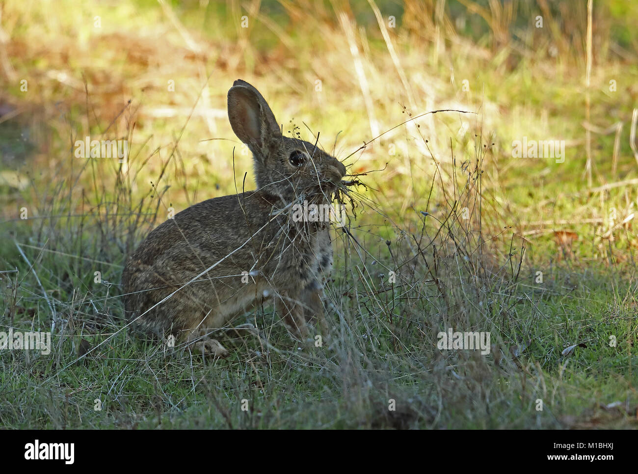 Lapin de garenne (Oryctolagus cuniculus algirus) femelle avec de l'herbe pour nid Parque Natural Sierra de Andujar, Jean, Espagne Janvier Banque D'Images