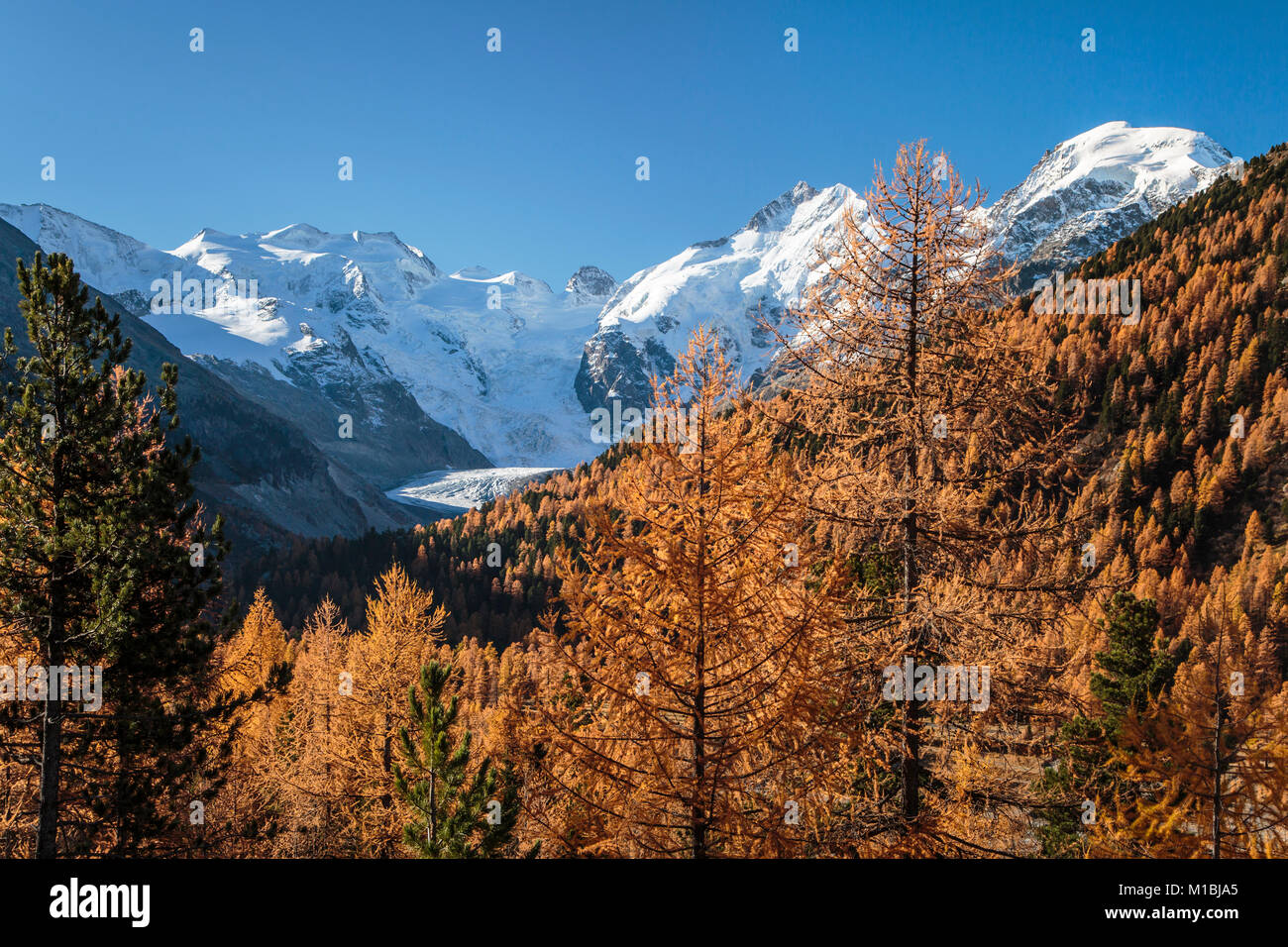 Les pics enneigés des Bernina, Glacier Morteratsch et couleur des feuilles d'automne dans la vallée de la Bernina, Suisse, Europe. Banque D'Images